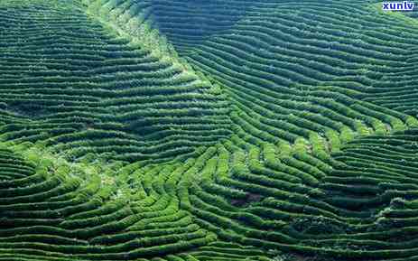 千岛银珍铁盒茶价格查询，想知道千岛银珍铁盒茶的价格吗？来这查！