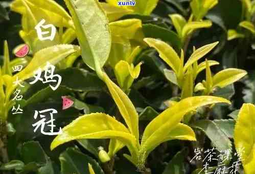 白鸡冠是什么茶类？详解其品种、分类及植物特性