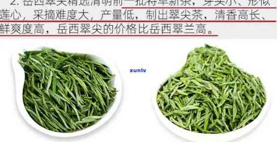 西翠兰茶叶是绿茶还是白茶，西翠兰：绿茶还是白茶？