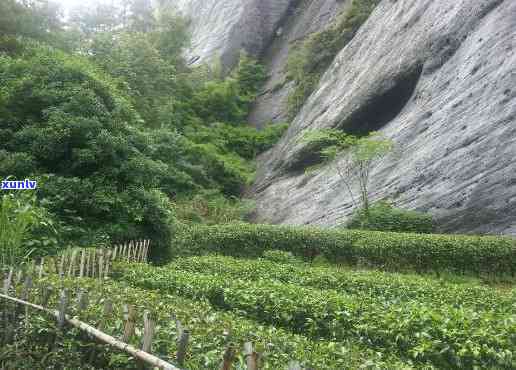 武夷山桐木景区，探秘中国茶文化瑰宝：武夷山桐木景区