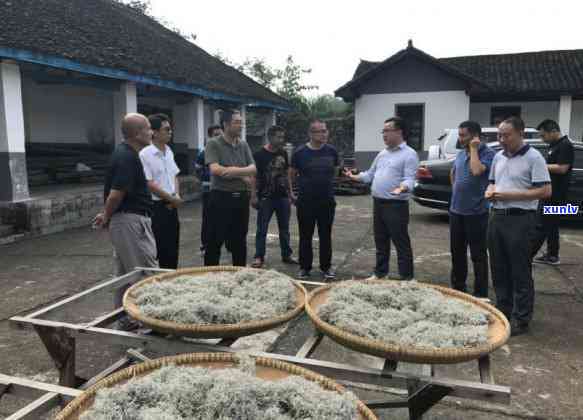 湖南永顺莓茶价格表：多少钱一斤？详解其功效