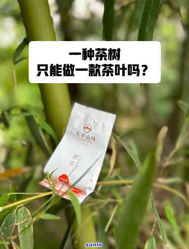 中茶好大一棵树用料-中茶好大一棵树用料怎么样