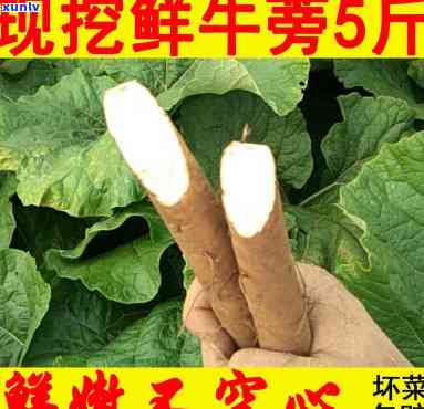 山东兰陵牛蒡茶价格多少钱，【最新】2023年山东兰陵牛蒡茶价格行情表，正宗地道一斤多少钱！