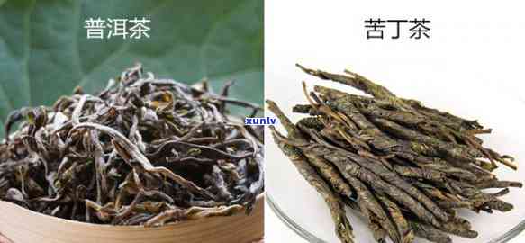 白骨苦丁茶和苦丁茶哪个好，比较分析：白骨苦丁茶与普通苦丁茶的优劣