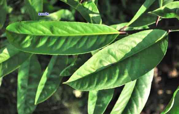 海南澄迈苦丁茶哪里产的，探寻海南澄迈苦丁茶的产地