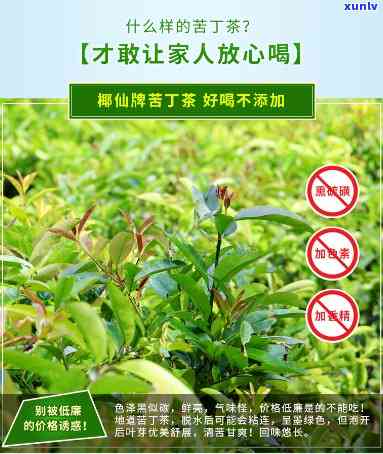 椰仙澄迈苦丁茶价格-椰仙牌苦丁茶