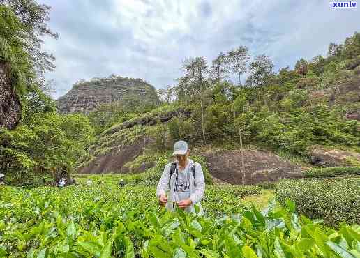 武夷山岩茶，探索武夷山岩茶的魅力与故事