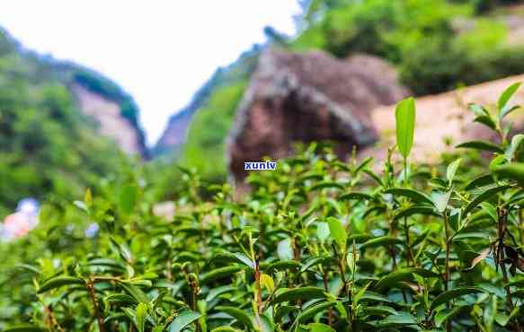 武夷山岩茶，探索武夷山岩茶的魅力与故事