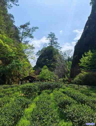 武夷山岩茶，探索武夷山岩茶的魅力与故事