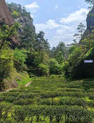 武夷山岩茶，探索武夷山岩茶的魅力与故事