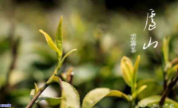 九江市庐山云雾茶：茶园风光与 *** 工艺全揭秘