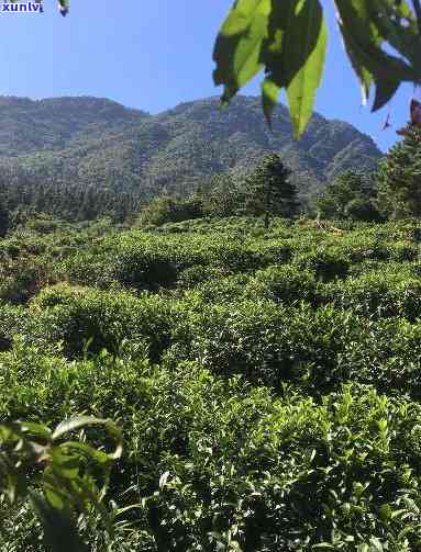 九江市庐山云雾茶：茶园风光与 *** 工艺全揭秘