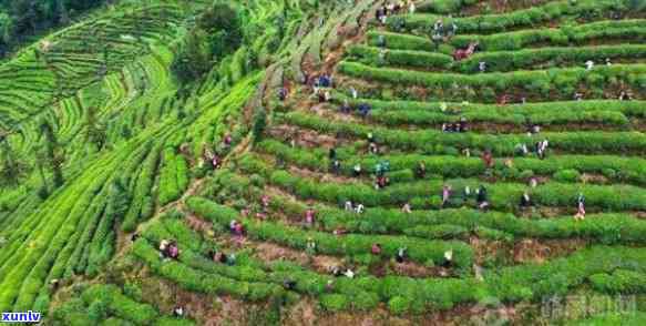 冰岛古树茶王拍卖，冰岛古树茶王：一场备受瞩目的茶叶拍卖宴