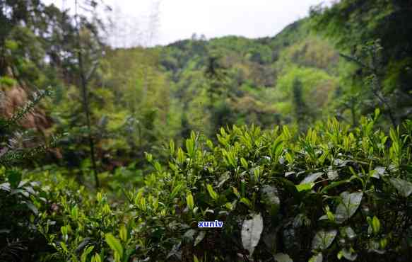 婺源高山绿茶怎么样，探秘中国最美乡村——婺源：高山绿茶的独特魅力