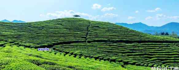 婺源高山绿茶怎么样，探秘中国最美乡村——婺源：高山绿茶的独特魅力