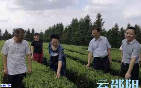 云红茶什么牌子，寻找优质茶叶？推荐您尝试云红茶！