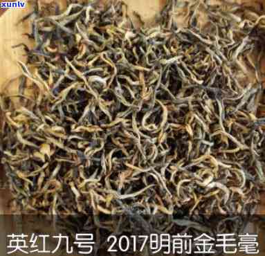 金毛毫英德红茶价格-金毛毫英德红茶价格一斤