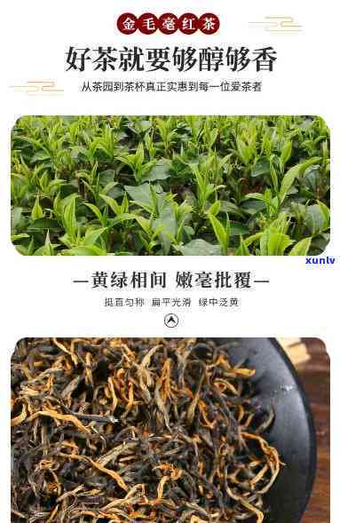 金毛豪红茶价格多少？全网最全报价汇总！