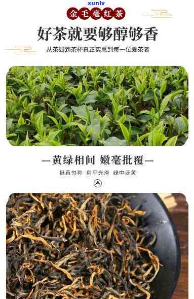 金毛豪红茶价格多少-金毛豪红茶价格多少钱一斤