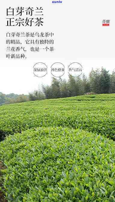 炭焙白芽奇兰茶价格-炭焙白芽奇兰茶多少钱一斤