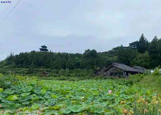 南充嘉陵摘果：地点与攻略