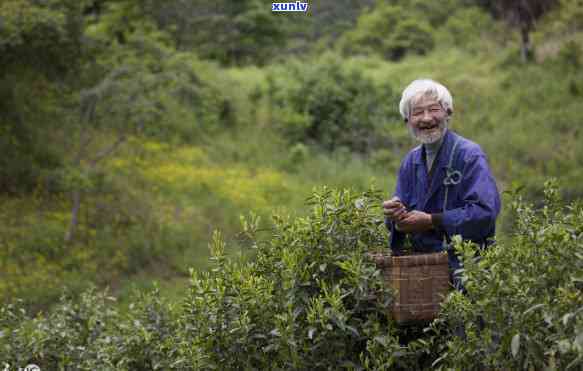 猴魁属于什么茶树，探寻猴魁茶的起源：它属于哪种茶树？