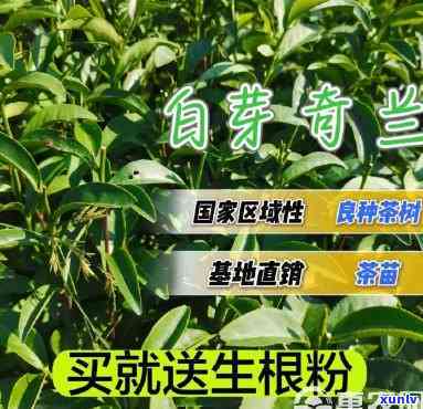 奇兰茶属什么茶？价格高还是低？