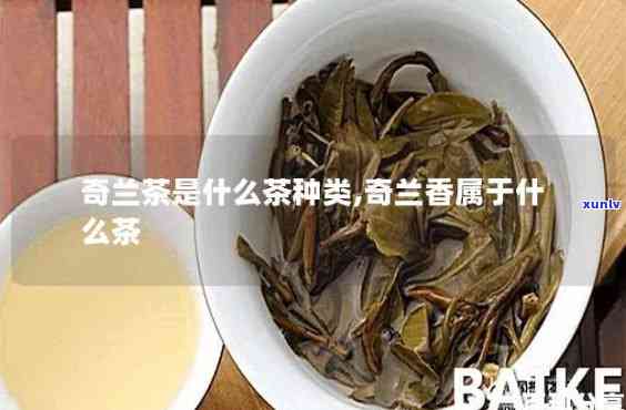 奇兰茶叶是什么品种？详解其种类与图片特征