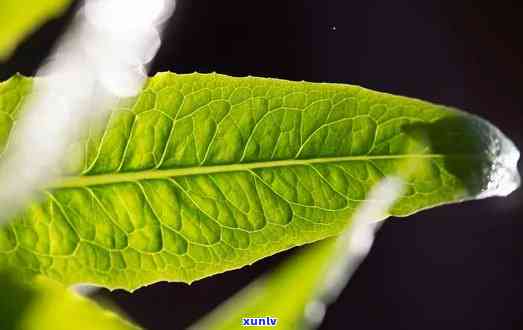 叶子与茶，《叶脉之间，品味茶香》