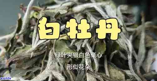 白牡丹8年老茶：探索8年陈白牡丹白茶的独特价值与魅力