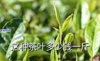 询问价格：这个茶每斤多少？