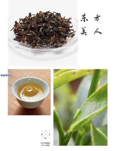 东方美人茶 *** 工艺，探秘东方美人茶的精致 *** 工艺