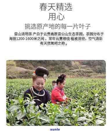 雷山清明茶特级价格-雷山清明茶功效