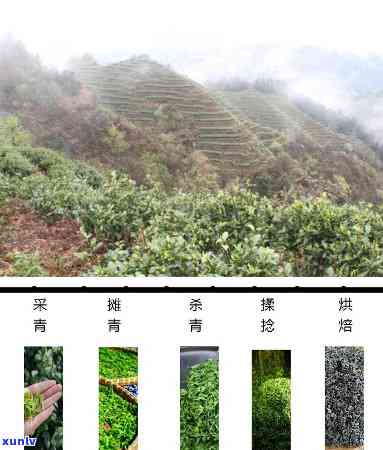 雷山清明茶特级价格-雷山清明茶功效