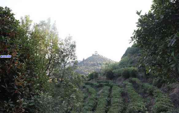 耒阳江头贡茶休闲山，品尝湖南特色：耒阳江头贡茶休闲山