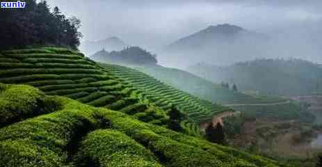 茶的发源地在哪里哪个的哪个地区，探寻茶的起源：揭秘茶的发源地和相关地区