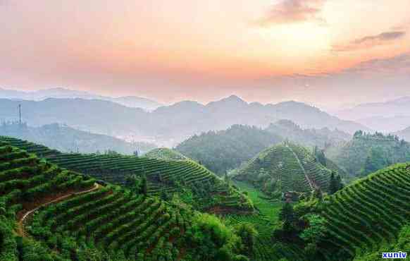 茶的发源地在哪里?-普洱茶的发源地在哪里