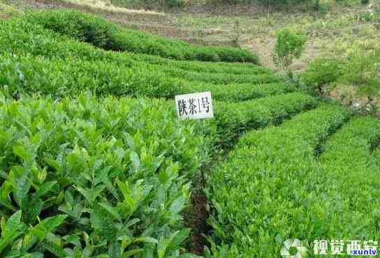 安陕茶一号：产地、价格与茶园介绍