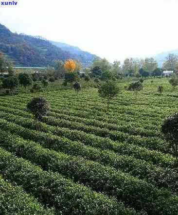 安陕茶一号：产地、价格与茶园介绍