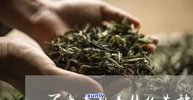 百年老枞价格多少？茶叶多少钱一盒？全网更低价！