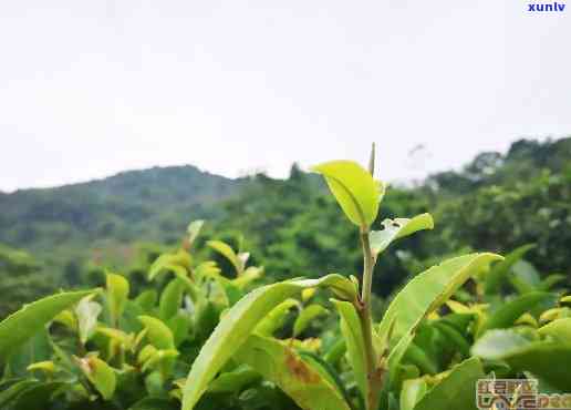 防城港市白石牙茶，探索西美景：游览防城港市白石牙茶园，品味清新自然的味道