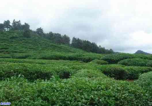 武夷山馨茗云雾茶厂，探寻绿色健：武夷山馨茗云雾茶厂的茶叶之旅