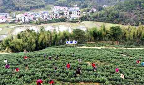 婺源茗茶一盒的价格是多少，查询婺源茗茶一盒的售价