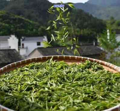 婺源茗茶：究竟属于什么种类？