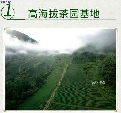 腾冲极边高山茶价格-云南腾冲极边高山茶