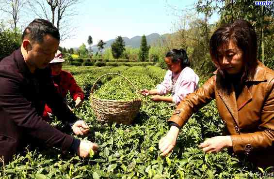 建始县马坡茶，探索湖北建始县独特风味：马坡茶的魅力