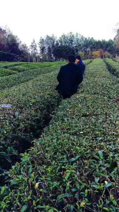 建始县马坡茶，探索湖北建始县独特风味：马坡茶的魅力