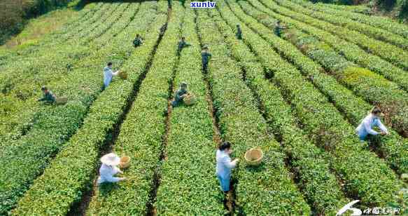 建始县马坡玉毫茶业，探索湖北省建始县的特色茶叶：马坡玉毫茶业