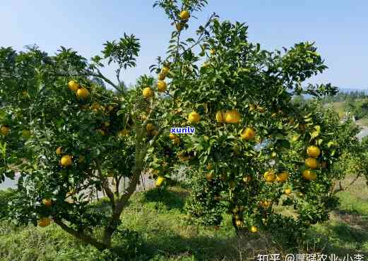 阳光1号桔柚农科院：价格与种植缺点全解析