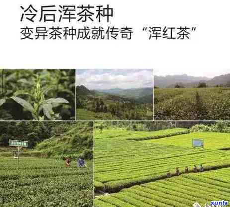 湖北恩硒红茶价格，探究湖北恩硒红茶的价格与品质